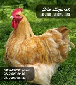 مرغ بومی 5 ماهه گلپایگانی اصلاح شده